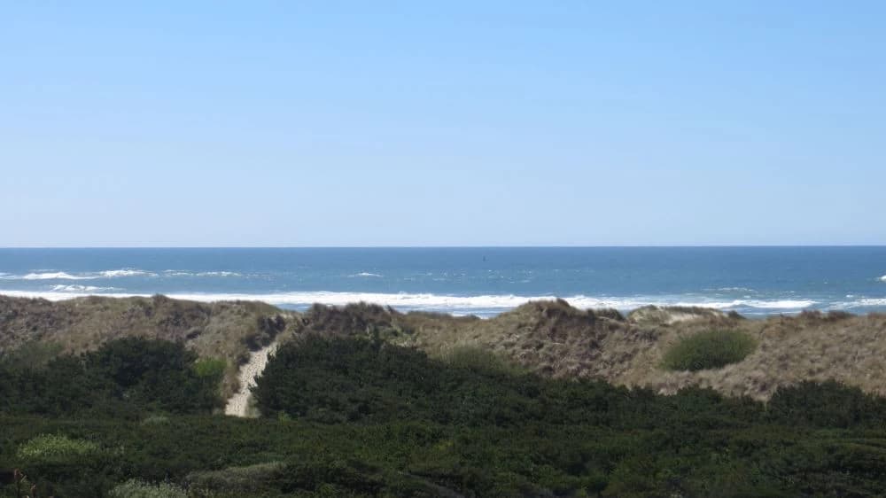 Sandy path through coastal shrubs toward dunes and ocean in Florence